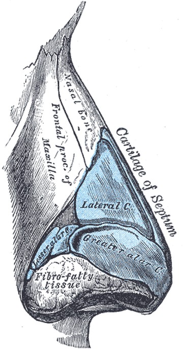 Side view of the nasal cartilages. Below the nasal bone, the upper lateral cartilage and the alar cartilage and septal cartilage connect.