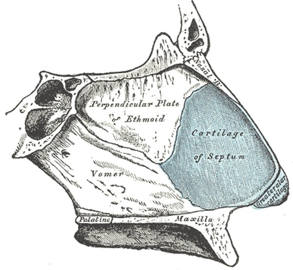 Structure of the nasal septum, made of the septal cartilage in front and the perpendicular plate of the ethmoid and vomer behind.