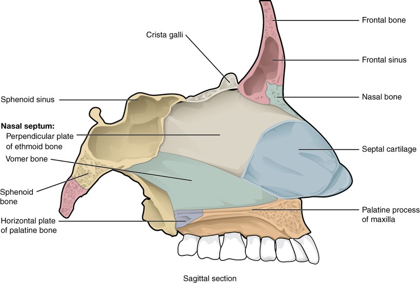 Sagittal cross-section of the nose, with the upper nasal bone and the lower septal cartilage shown in different colors.