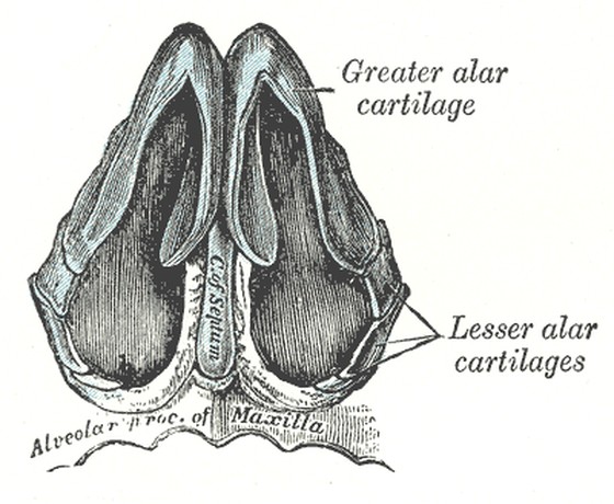 The nose seen from below, showing the paired lower lateral cartilages and the smaller lesser alar cartilages wrapping around the nostrils.