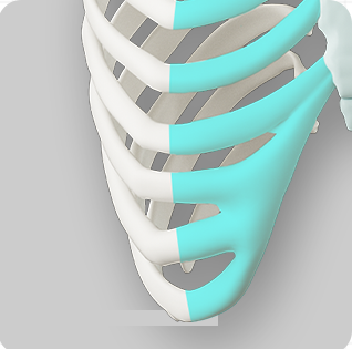 Illustration of autologous rib cartilage — autologous tissue used in no-prosthesis rhinoplasty